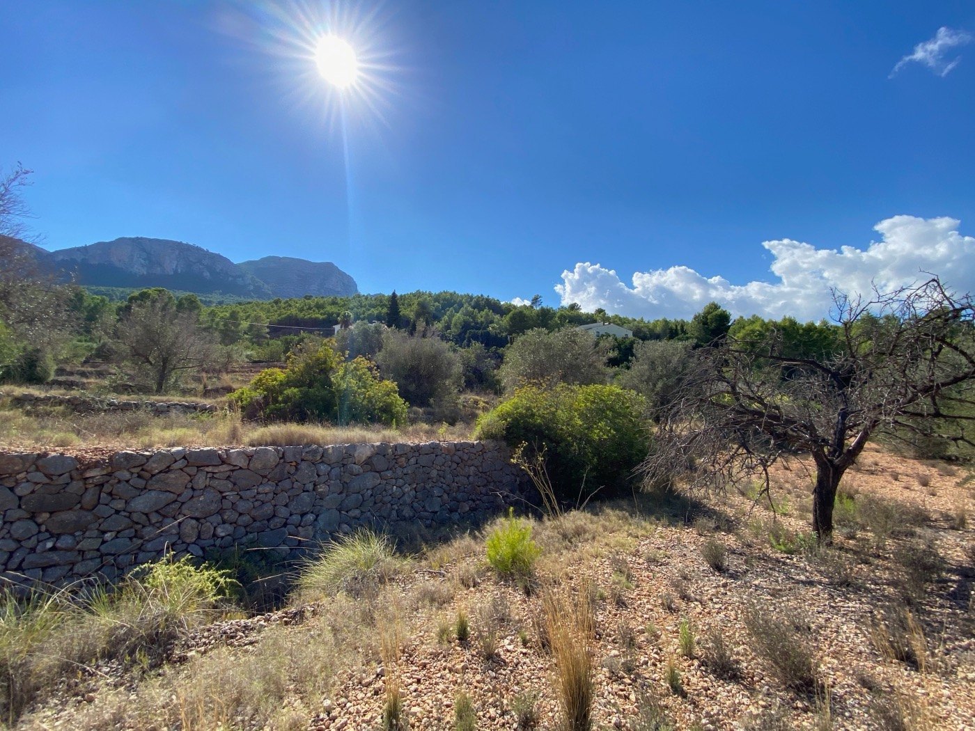 Well-situated rustic land, quite flat, in a rural area near Calpe. — photo 14