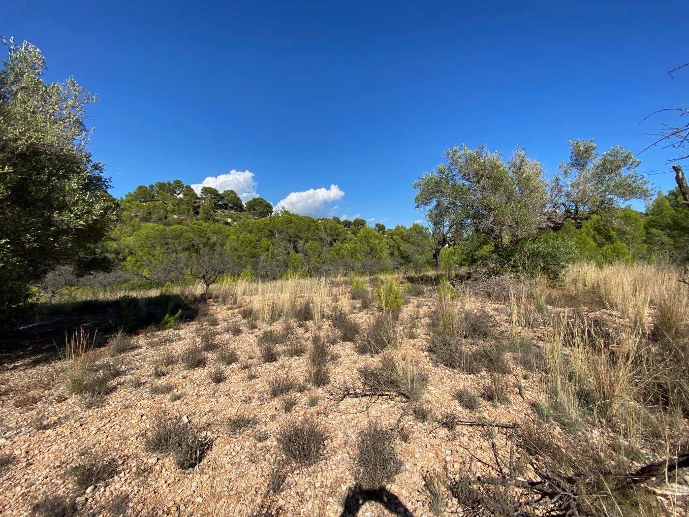 Well-situated rustic land, quite flat, in a rural area near Calpe. — photo 8