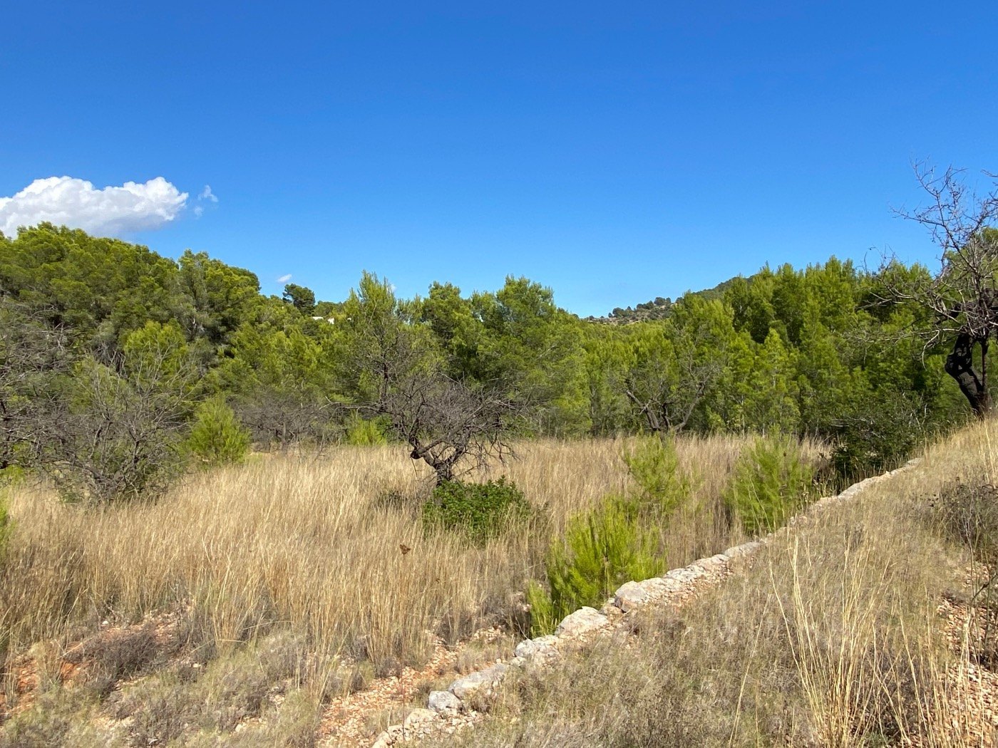 Well-situated rustic land, quite flat, in a rural area near Calpe. — photo 10