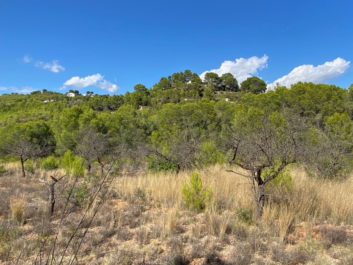 Well-situated rustic land, quite flat, in a rural area near Calpe. — photo 11