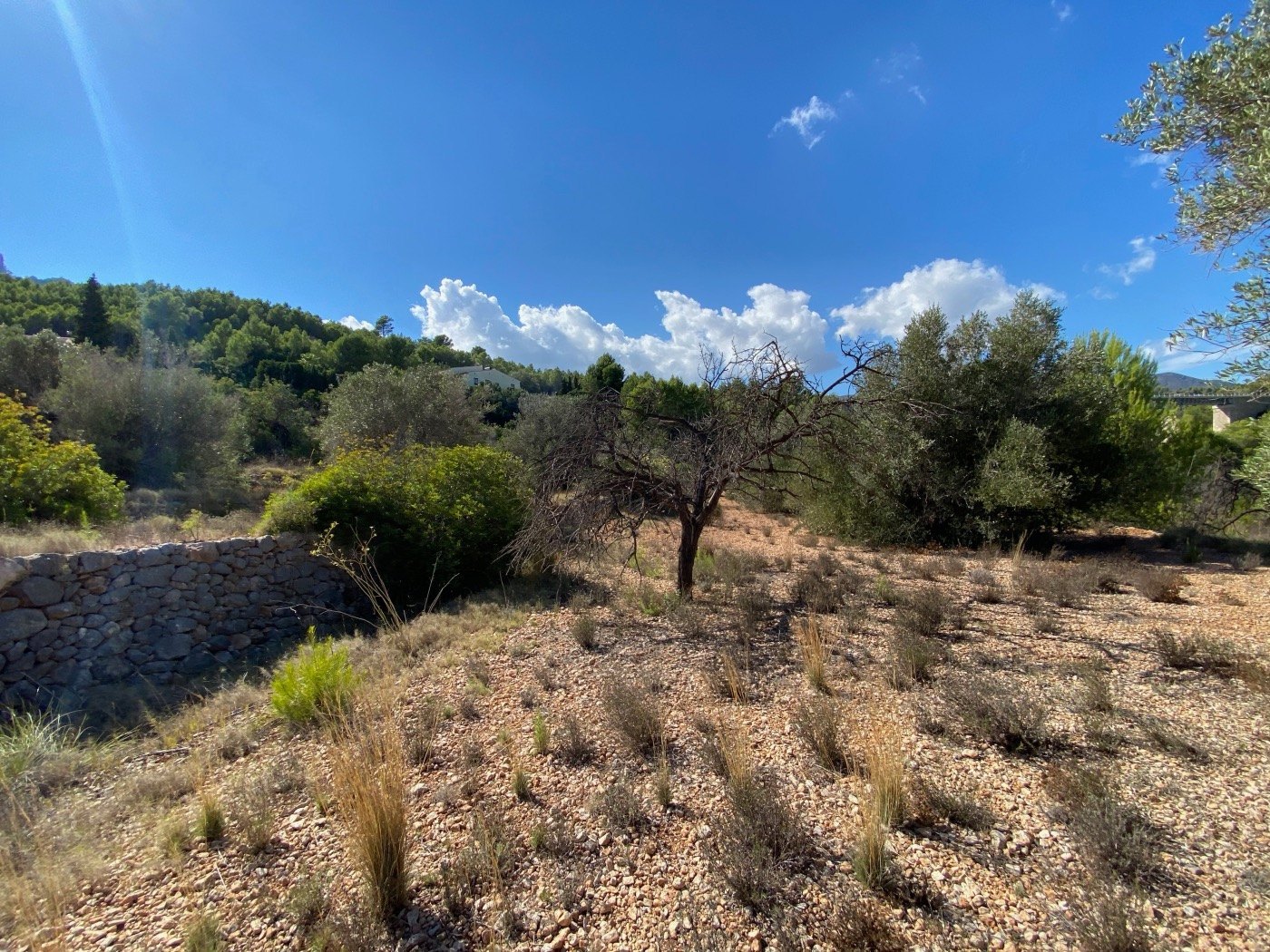Well-situated rustic land, quite flat, in a rural area near Calpe. — photo 13
