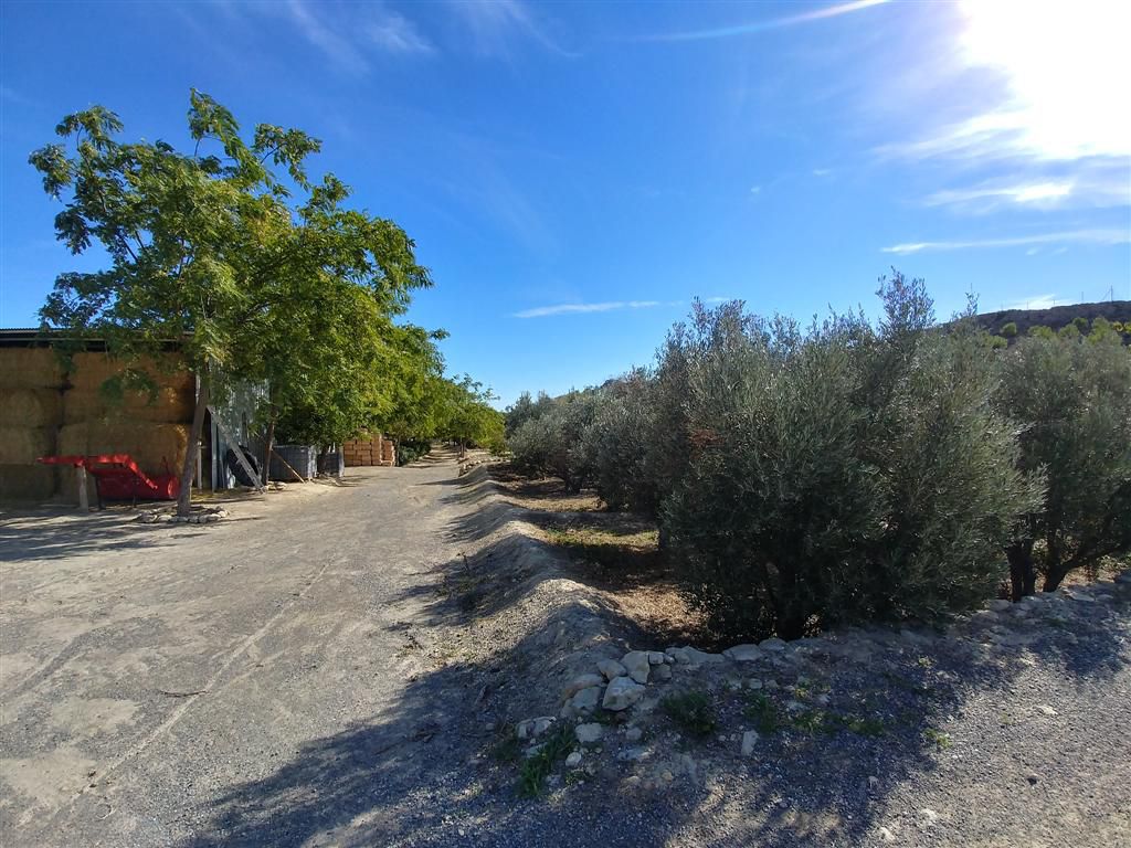 Farm for sale in Polígonos, Elche/elx, Alicante — photo 17
